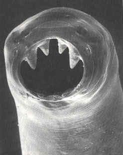 nematode