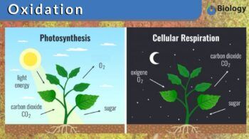 oxidation definition