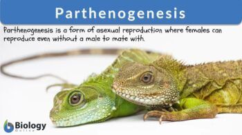 parthenogenesis definition