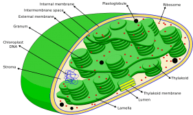 parts of chloroplast