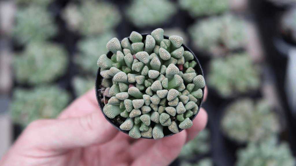 plant mimicry succulents looking like rocks