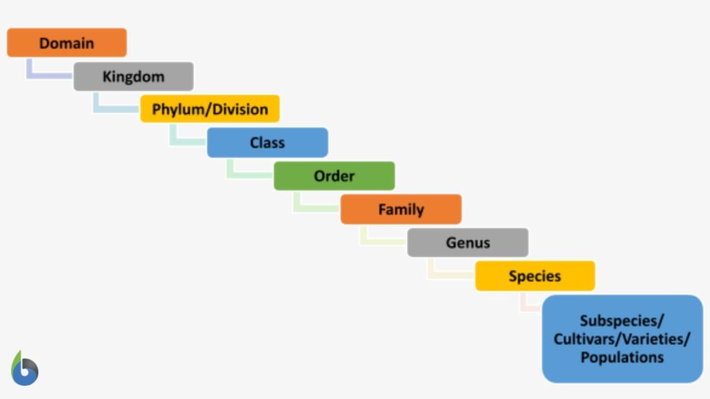 population as taxonomic rank