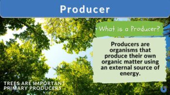 producer - definition and example