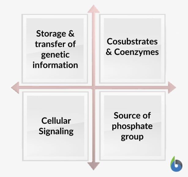 roles of nucleotides