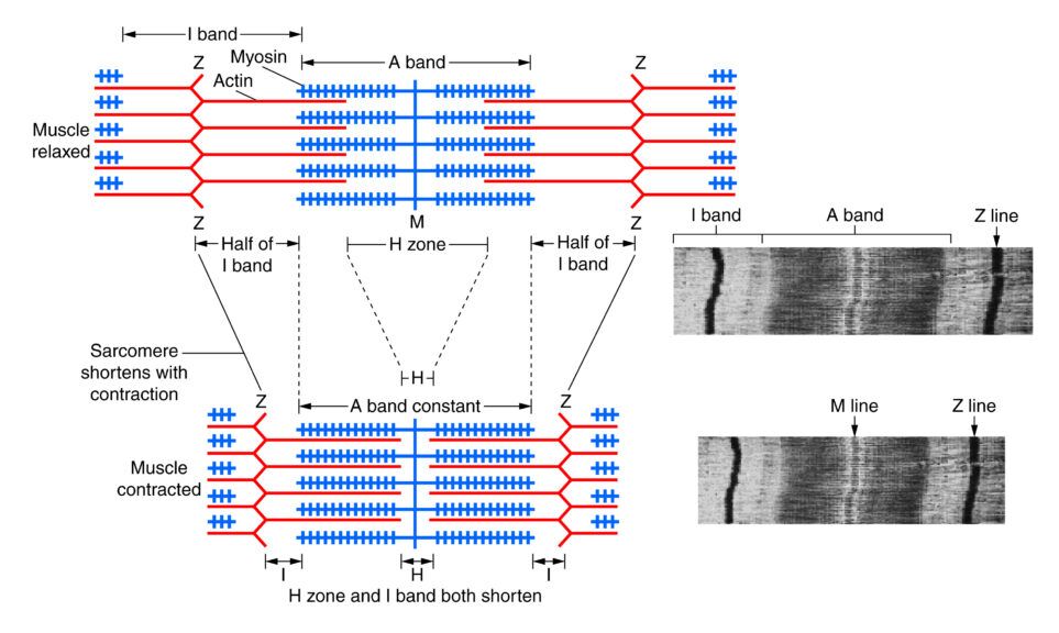 sarcomere anatomy