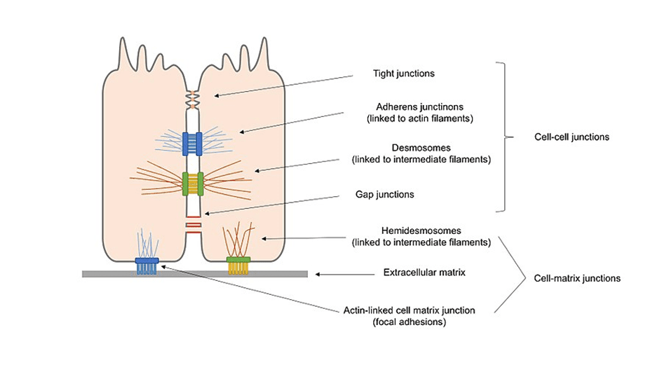 types of cell junctions in epithelial cells