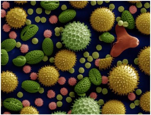 variety of pollen grains under the microscope