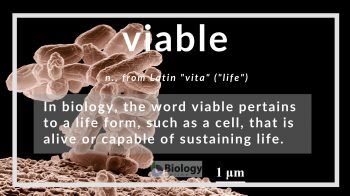 viable definition