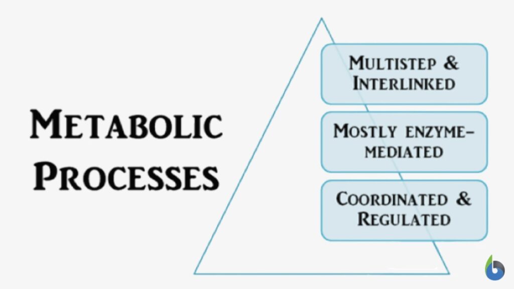 what is metabolic process - infograph