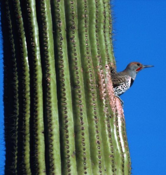 woodpecker and cactus nest