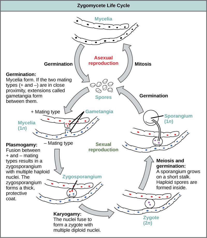 zygomycete life cycle diagram