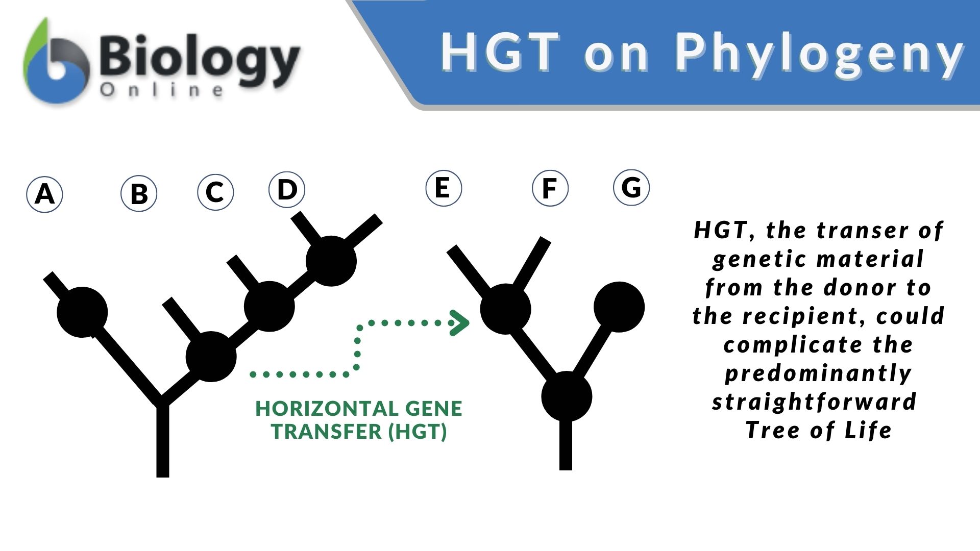 HGT on Phylogeny
