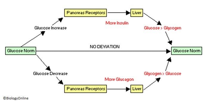 blood glucose regulation diagram-min
