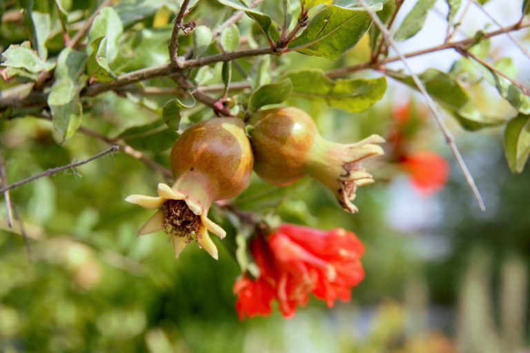 Fruits, Flowers, and Seeds - Biology Online Tutorial