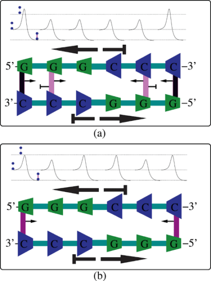 Antiparallel strands of DNA