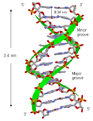 DNA structure and grooves