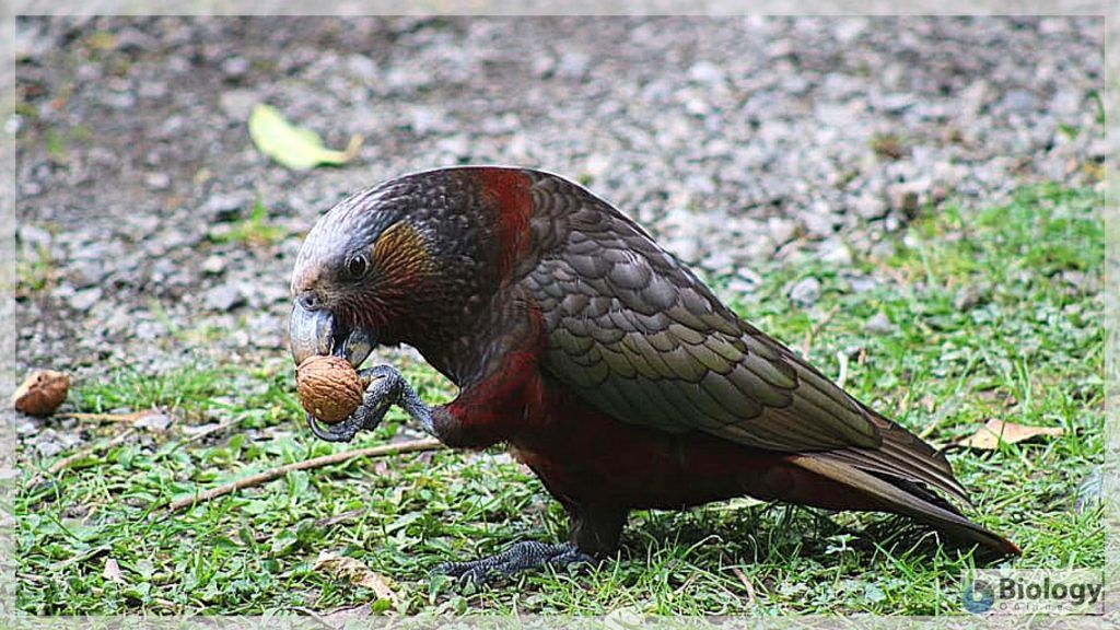 Kea bird