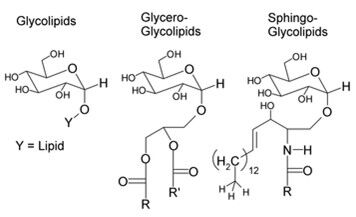 different membrane carbohydrates - structure