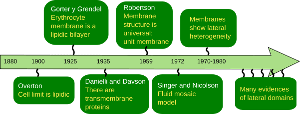 timeline of different cell membrane models