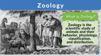 Zoology definition and example