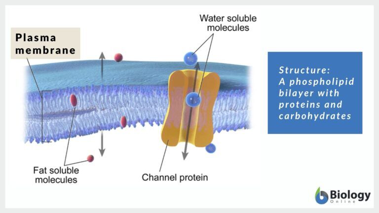 Schematic diagram of a cell membrane