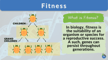 fitness biology definition and example