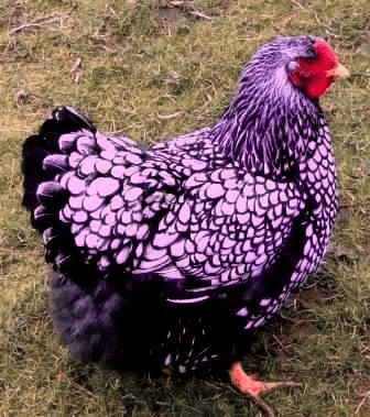 purple Wyandotte chicken is a result of epistasis