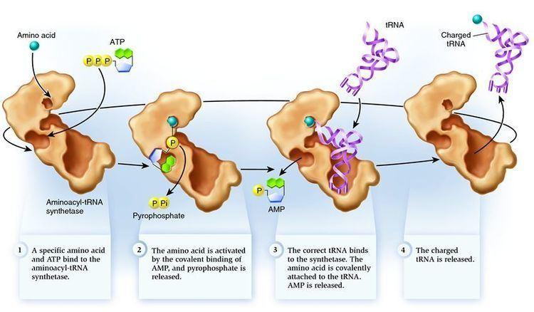 role of aminoacyl tRNA synthetases