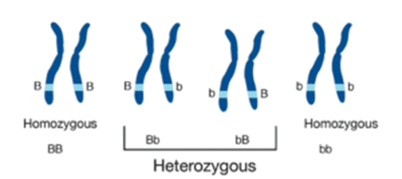 Homozygous and Heterozygous