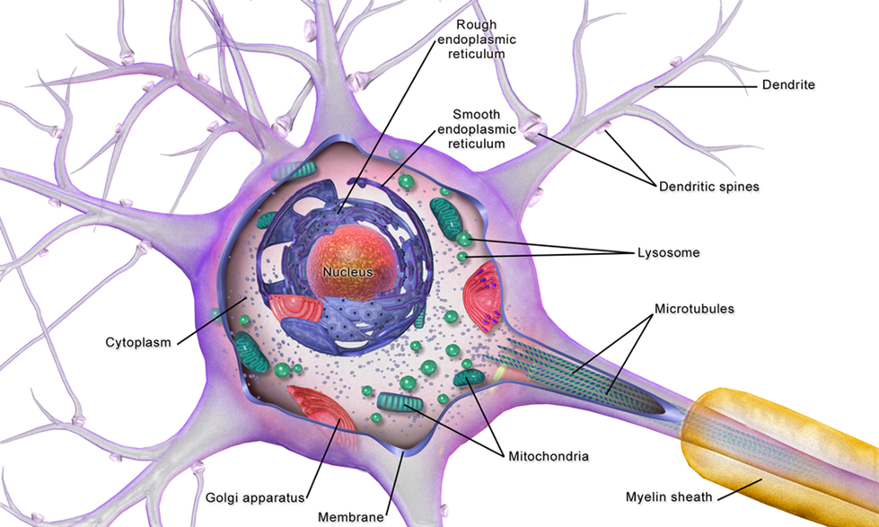 Microtubules at <a href=