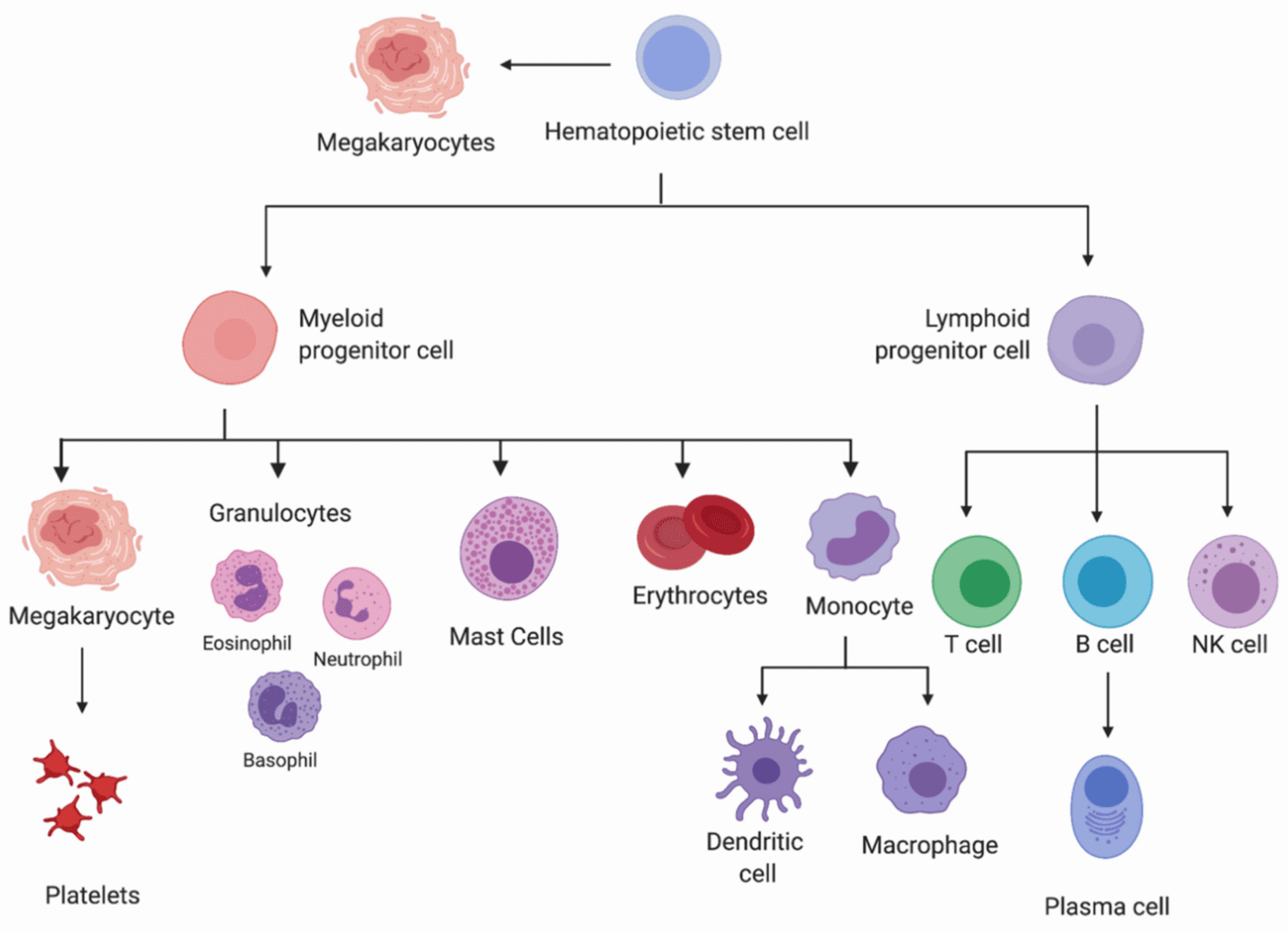 myeloid origin or erythrocytes flowchart