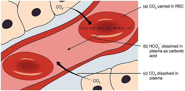 role of carbonic anhydrase in RBC function