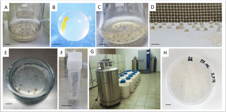 Cryopreservation steps for biodiversity preservation