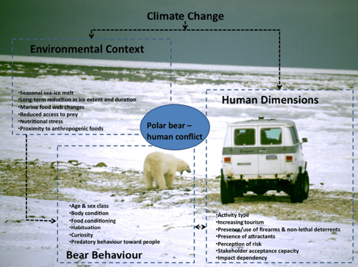 Global climate change and increased Polar Bear-Human beings conflict