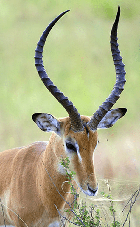 Horns of the impala
