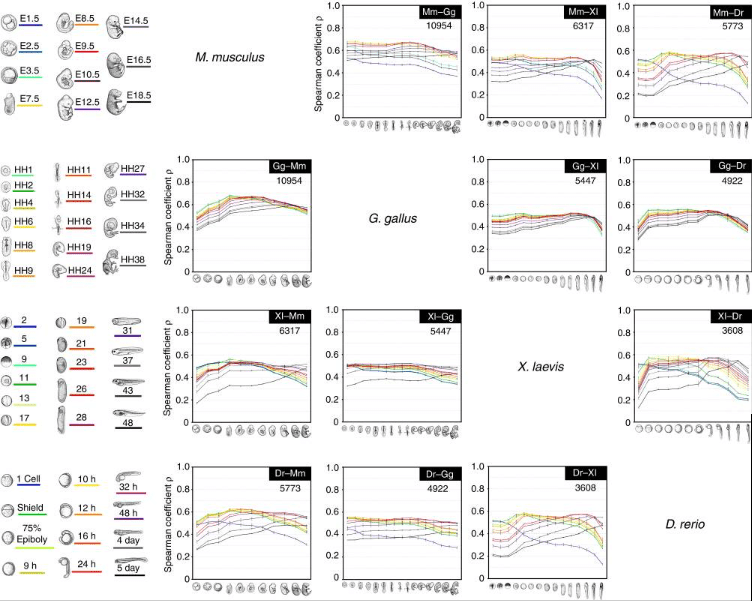 Transcriptomics study of different vertebrates at the organogenesis stage