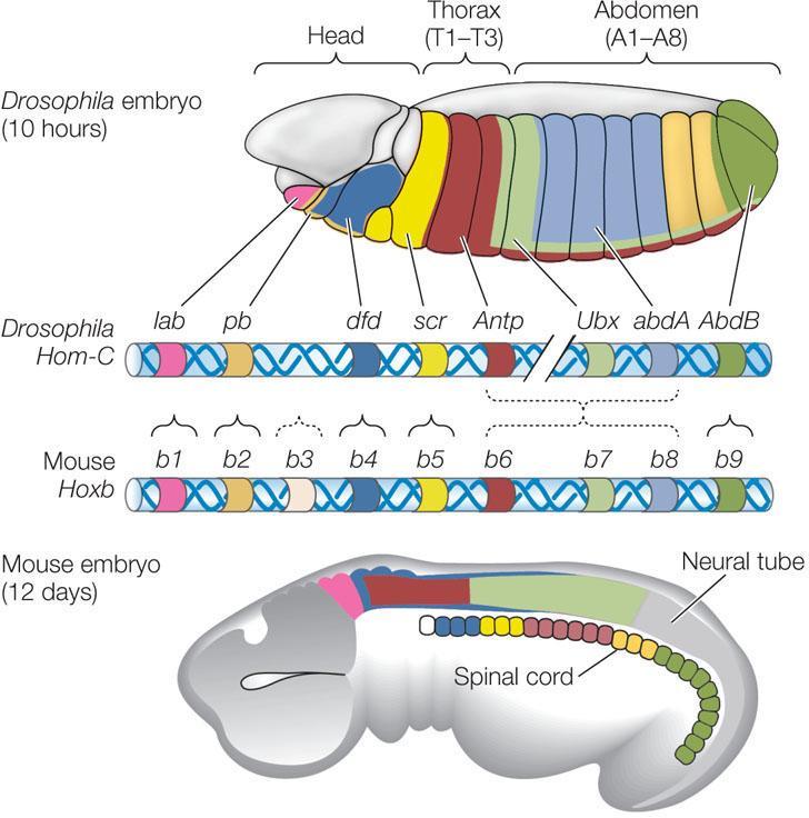 expression patterns in Drosophila and mouse embryos