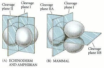 how cleavage happens in embryo
