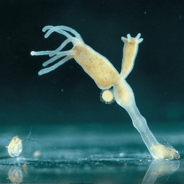 Budding in hydra