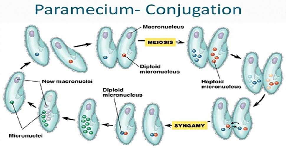 Conjugation in paramecium