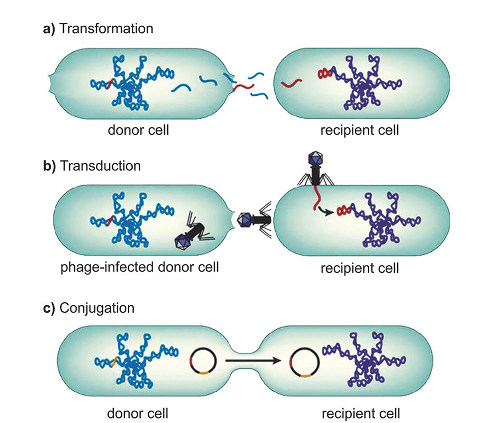 Conjugation in prokaryotes