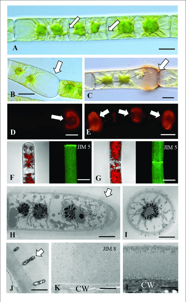 Fragmentation in alga