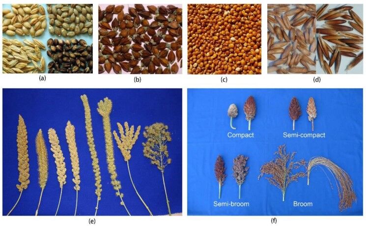 Grains semelparous