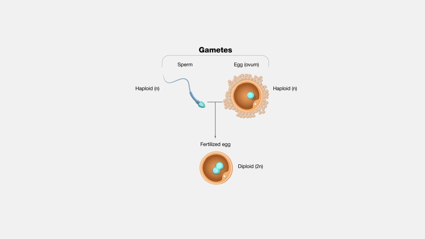 Oogametes in human beings