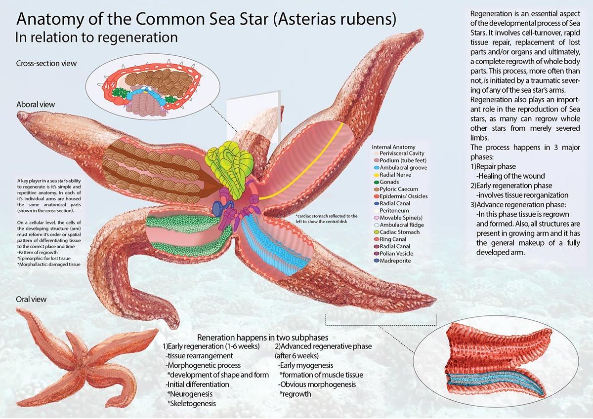 Regeneration in starfish