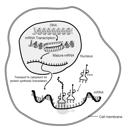 protein synthesis - schematic diagram