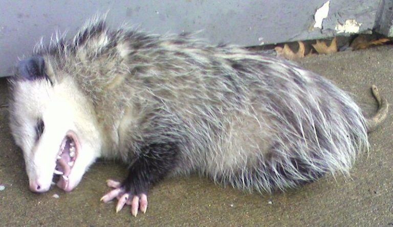 https://cdn-ildfibj.nitrocdn.com/qaWeLntkRcyxNUcEoWbLpZLQkcgLFsiJ/assets/images/optimized/www.biologyonline.com/wp-content/uploads/2018/06/Opossum-thanatosis-768x445.jpg