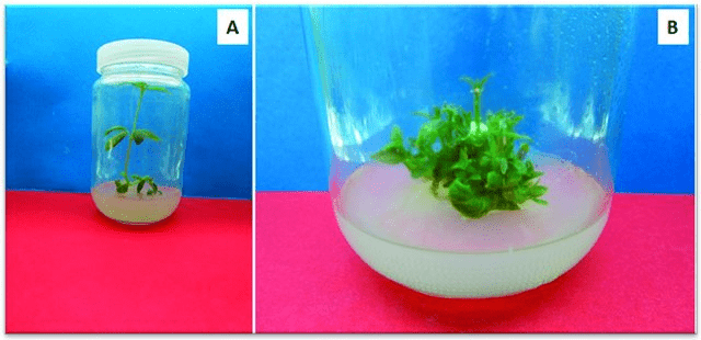 Recalcitrant Definition