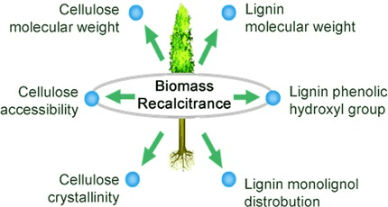 Recalcitrant Definition