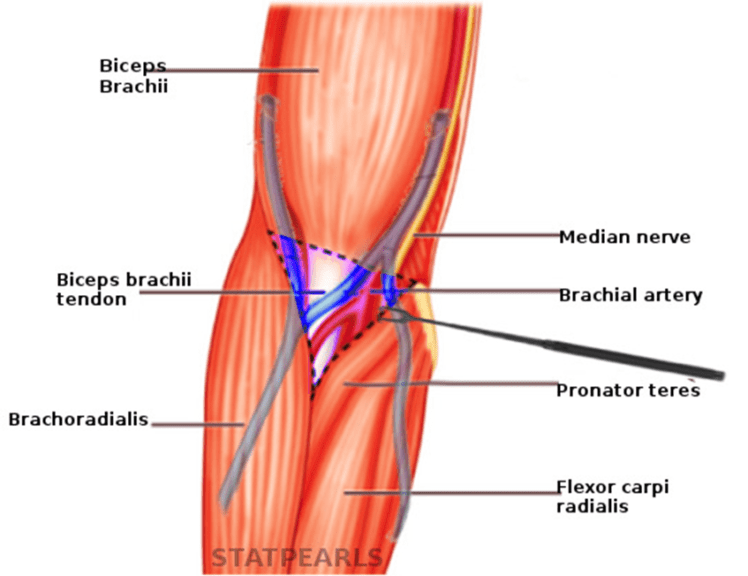 Unit 10 Cubital Fossa Anterior Forearm And Wrist